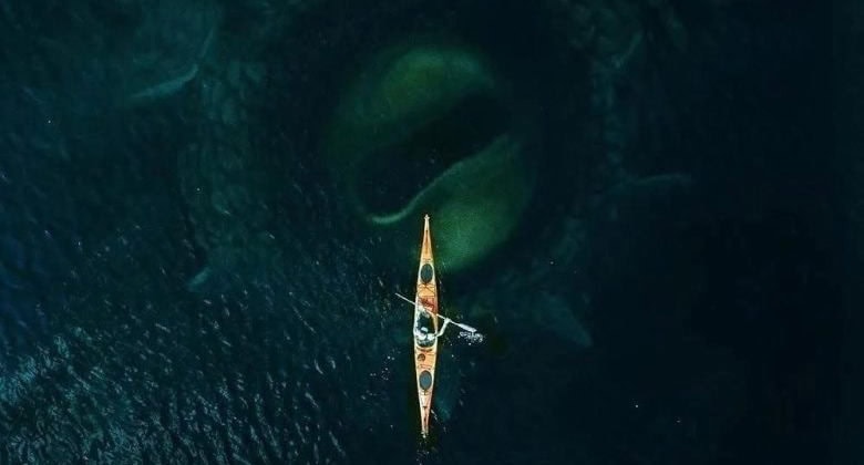 Creature feature Kraken unleashes trailer and poster
